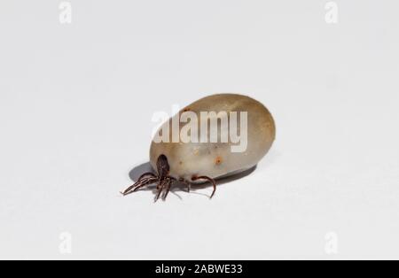 Castor bean tick, congestioni con un pasto di sangue, isolato su sfondo bianco Foto Stock