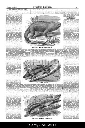 Alcuni MEMMERS della lucertola famiglia. Fig. 1IL MARINE OREOCEPHALE. Fig. 2Il basilisco. Cleopatra Needle. Fig. 3.-le frange TREE GECKO., Scientific American, 1877-04-07 Foto Stock