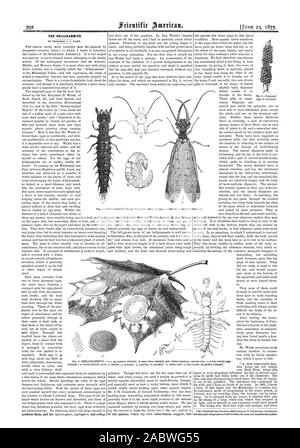 Krish IL HELLGRAMMITE. Da PROPESSOR C. V. RILEY., Scientific American, 1877-06-23 Foto Stock