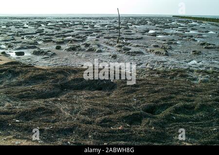 Kuestensaum des wattenmeeres mit treibsel und blasentang -fucus vesiculosus- bei ablaufendem wasser Foto Stock