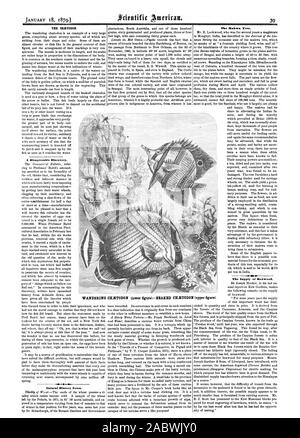 Il CHETODON. Un aspetto sgradevole scoperta. Storia naturale note. La struttura Mahwa. La fornitura di legno di bosso. Girovagando CHETODON (figura inferiore dal becco CHETODON (figura superiore)., Scientific American, 1879-01-18 Foto Stock