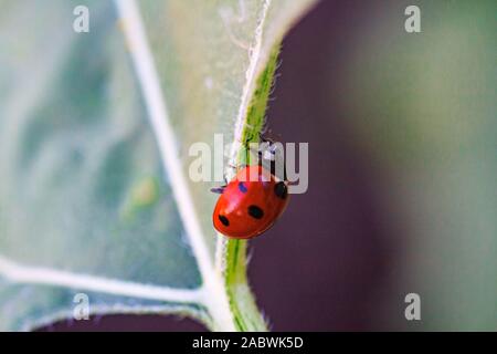 Asian lady beetle sul ramoscello vicino a Minnesota River insetticida naturale che distrugge i parassiti delle colture. Un primo piano di una coccinella. Foto Stock