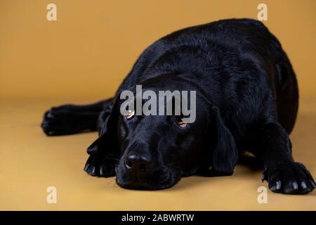 Il labrador nero cane sdraiato sul pavimento cercando triste Foto Stock