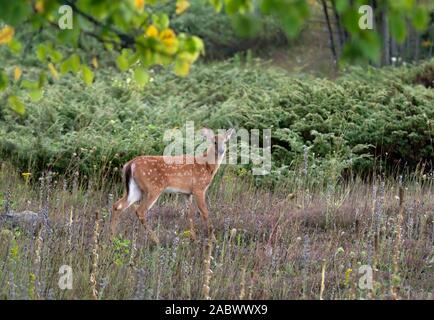 White-Tailed Deer Fawn camminando attraverso il prato di Ottawa in Canada Foto Stock