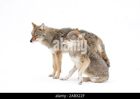 Due i coyote Canis latrans isolati su sfondo bianco a piedi e la caccia in inverno la neve in Canada Foto Stock