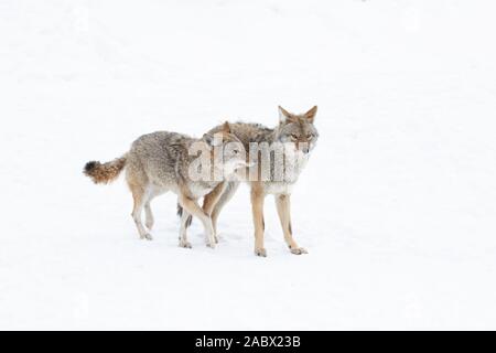 Due i coyote Canis latrans isolati su sfondo bianco a piedi e la caccia in inverno la neve in Canada Foto Stock