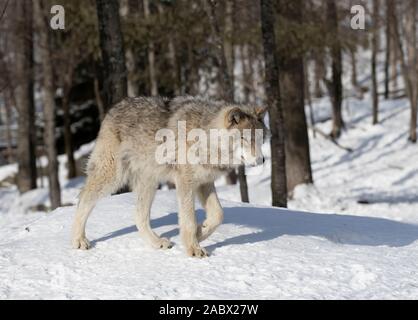 Un legname Lone Wolf o Lupo Canis lupus isolati su sfondo bianco a piedi nella neve invernale in Canada Foto Stock