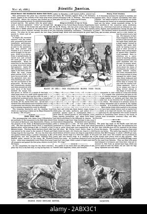 INDIAN MAGIC-TM ha celebrato il Mango Tree trick. Premio cani di campo. Anelli come prova di età degli alberi. Mining schemi di fiducia. Sacchi di grano. MAGIC IN INDIA-l'ha celebrato il Mango Tree trick. Il principe FRED-Setter inglese. SACQUINE., Scientific American, 1888-05-26 Foto Stock