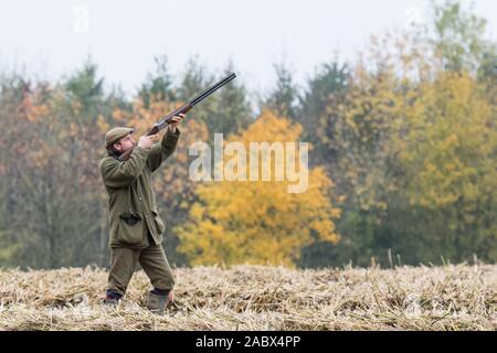 pheasant sparare all'inizio dell'autunno Foto Stock