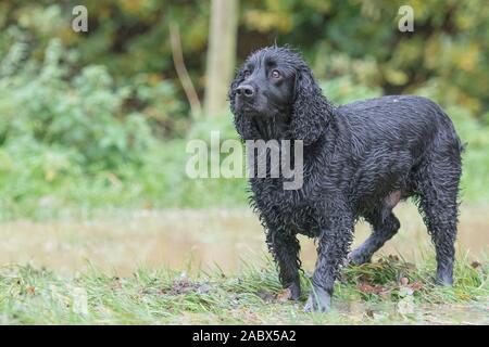 spaniel cocker nero bagnato Foto Stock