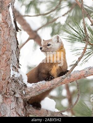 Martora poggia su una coperta di neve succursale in Algonquin Park, Canada in inverno Foto Stock