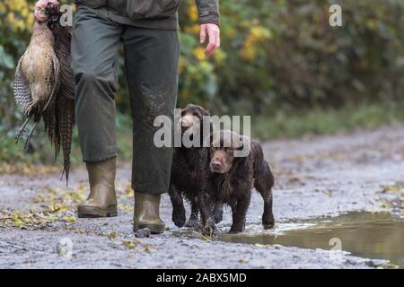 uomo che porta il tutore di fagiani con spaniels cocker che camminano al tallone Foto Stock