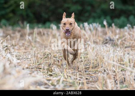 Labrador volpe rossa che corre verso la fotocamera Foto Stock