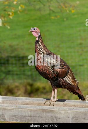 Eastern Wild Turchia in piedi su un recinto tarda primavera in Canada Foto Stock