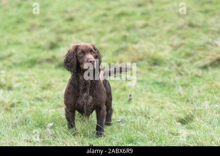 Il cioccolato cocker spaniel Foto Stock