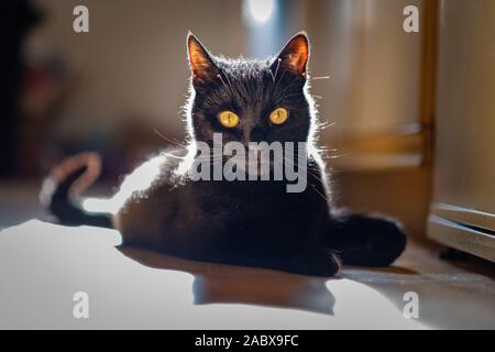 Un gatto nero in una cucina di Londra, che pongono in luce del sole Foto Stock