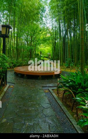 Vista del piccolo bosco di bambù, in Shuzenji, Penisola di Izu, Giappone Foto Stock