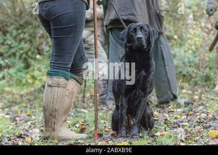 nero labrador battendo Foto Stock