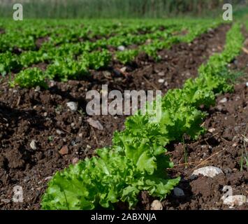 Campo di fattoria con righe di giovani fresca insalata verde lattuga piante che crescono al di fuori sotto il sole greco, agricoltura in Grecia. Foto Stock