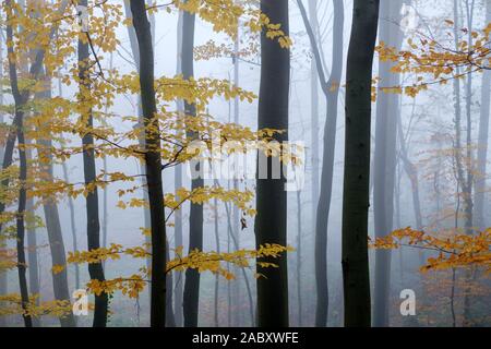 Misterioso bosco di faggio nella nebbia. Autunno in mattinata il Bosco nebbioso. Magica atmosfera di nebbia. Fotografia di paesaggi Foto Stock