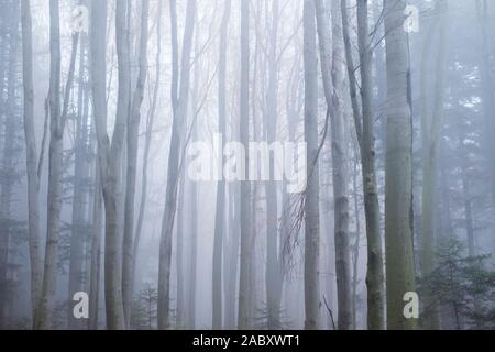 Misterioso bosco di faggio nella nebbia. Autunno in mattinata il Bosco nebbioso. Magica atmosfera di nebbia. Fotografia di paesaggi Foto Stock