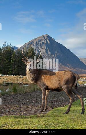 Lochaber, Scotland, Regno Unito. 29 Nov, 2019. Accanto al recentemente rinnovato Kings House Hotel giovane cervo rosso cervo con Buachaille Etive Mor in background. Foto Stock