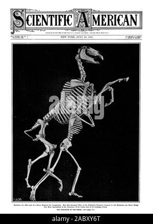 Lo scheletro di un uomo e di un cavallo montato per il confronto. L uomo ha mantenuto il più delle primitive caratteristiche comuni a tutti i mammiferi il cavallo essendo 18 CENTESIMI UNA COPIA. IL $3.00 una Yl$ AR. MERICAN SCIENTIFICA, Scientific American, 1905-07-29 Foto Stock