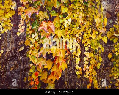 Autunno Ivy. Il sole che splende su bagnato autunno ivy cresce un muro di mattoni Foto Stock