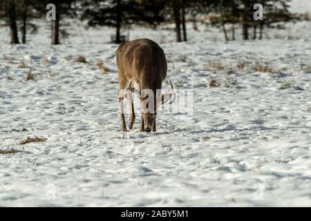 White-tailed deer buck in cerca di cibo nella neve. Foto Stock