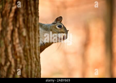 Scoiattolo grigio sul tronco di albero. Foto Stock