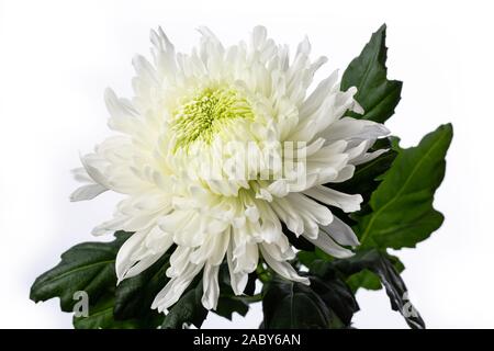 Bianco fiore Chyrsanthemum testa con cuore verde, vicino fino su sfondo bianco Foto Stock