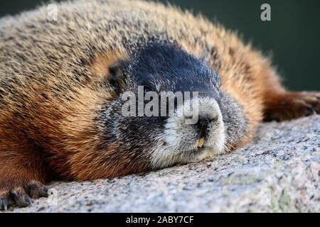 La marmotta viene appoggiata la testa su un grande masso di granito close up Foto Stock