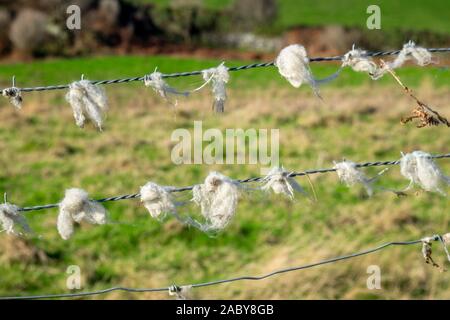 La lana di ovini catturati sul filo spinato Foto Stock