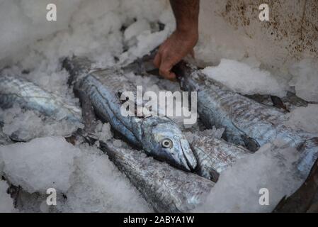 Tehran, Iran. 28 Nov, 2019. Un uomo pesce organizza presso la centrale di mercato del pesce nella città portuale di Bandar Abbas, Iran meridionale, nov. 28, 2019. Credito: Ahmad Halabisaz/Xinhua/Alamy Live News Foto Stock