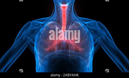Polmoni Parte del rendering 3D con raggi X per anatomia del sistema respiratorio umano Foto Stock