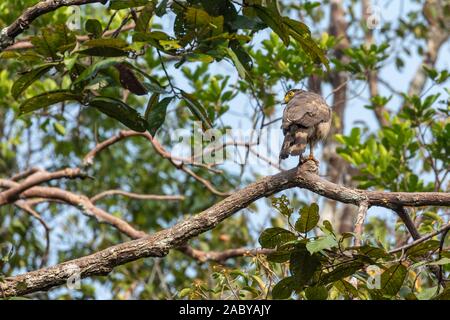 Crested Eagle serpente Tanjung messa Parco Nazionale di Kalimantan, Borneo Foto Stock