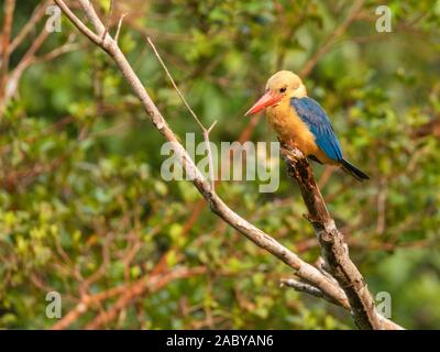 Stork fatturati Kingfisher in Tanjung Putin National Park, Kalimantan, Borneo Foto Stock