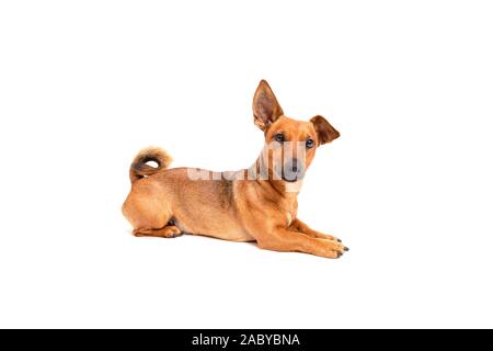 Piccolo Cane marrone seduto sul pavimento isolato su sfondo bianco. Razza mista di parson Jack Russell Terrier, chihuahua e pastore tedesco. Età 2 voi Foto Stock