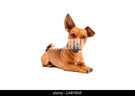 Piccolo Cane marrone seduto sul pavimento isolato su sfondo bianco. Razza mista di parson Jack Russell Terrier, chihuahua e pastore tedesco. Età 2 voi Foto Stock