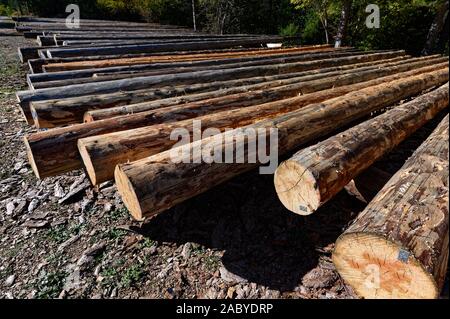 Appena tagliato i registri ad albero, pronto per il trasporto in Grecia Foto Stock