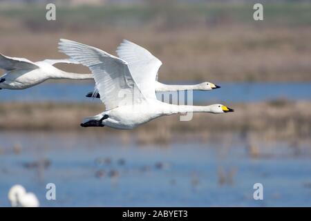 Whooper cigni in volo Foto Stock