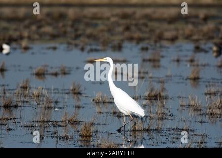 Grande Egret bianco guado in palude Foto Stock