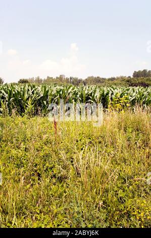 Un cornfield pieno di grano, mais, zea mays, crescente. Foto Stock