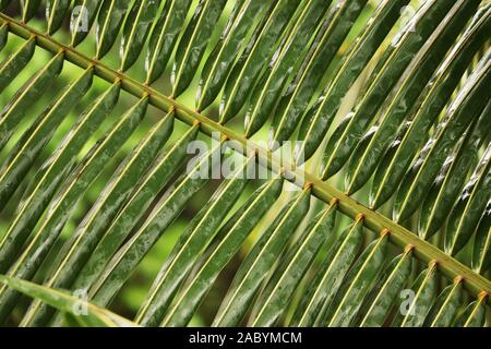 Albero di cocco lascia Closeup view Foto Stock