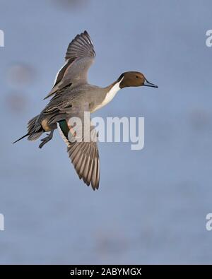 Northern Pintail (Anas acuta), Colusa County in California Foto Stock