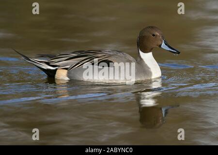 Northern Pintail (Anas acuta), Colusa County in California Foto Stock