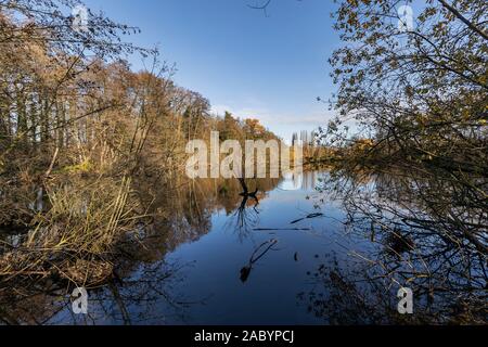 Krefeld-Verberg - Vista Lago Niepkuhlen con deadwood della Renania settentrionale-Vestfalia, Germania, 29.11.2019 Foto Stock