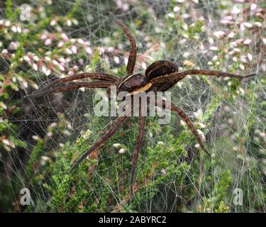 Raft spider (Dolomedes fimbriatus) seduti sulla cima di erica. Cappamurra Bog, Tipperary, Irlanda Foto Stock