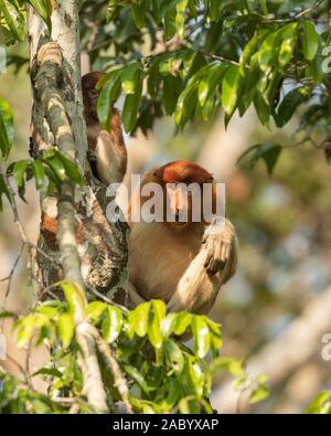 Proboscide monkey madre e giovani in Tanjung messa National Park, Kalimantan, Borneo Foto Stock