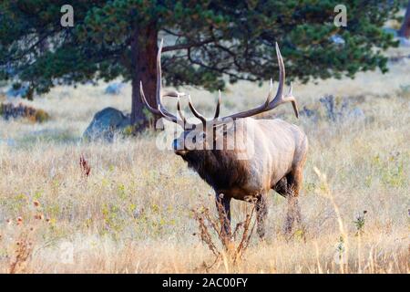 Allevamento di elk tra una grande bull e le sue numerose mucche rovistando per alimenti presto su una nebbia Colorado nebbiosa mattina autunnale Foto Stock